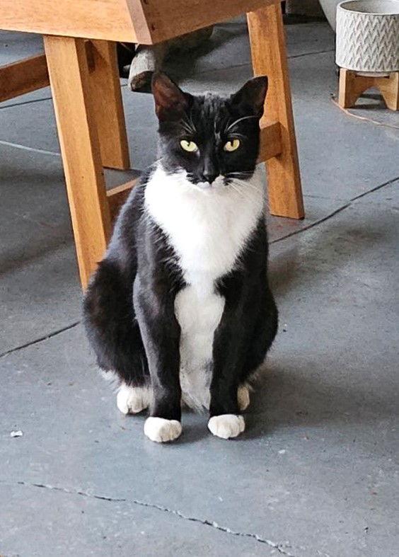 high socks, Adoptable, Adult Female Tuxedo & Domestic Short Hair.