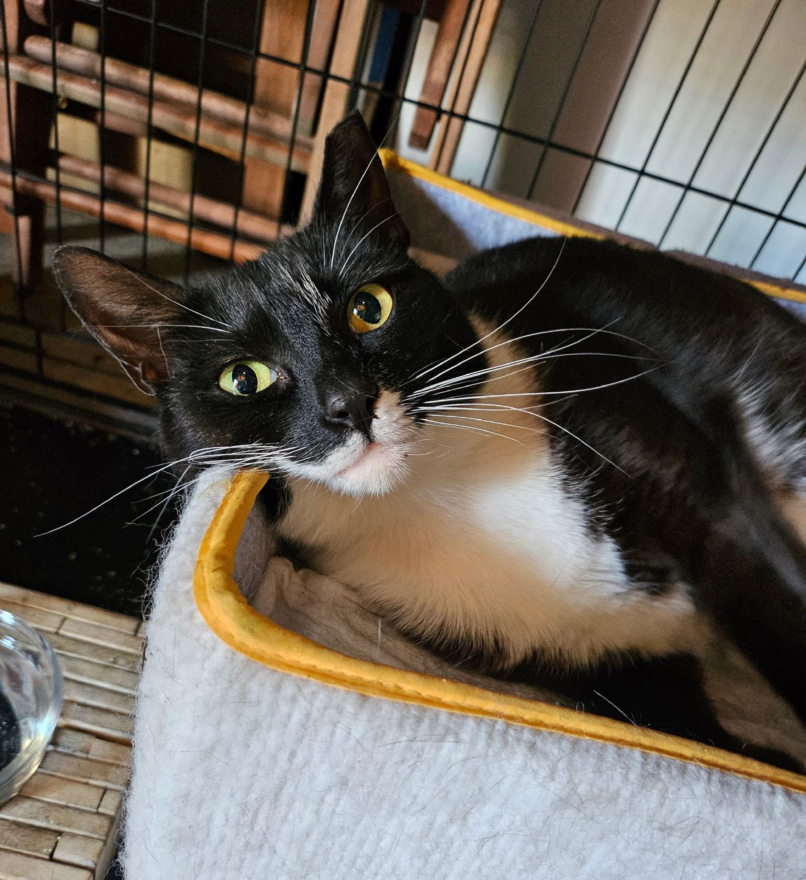 Enlarge high socks, a Adoptable mixed breed in San Jose, CA image 2/3