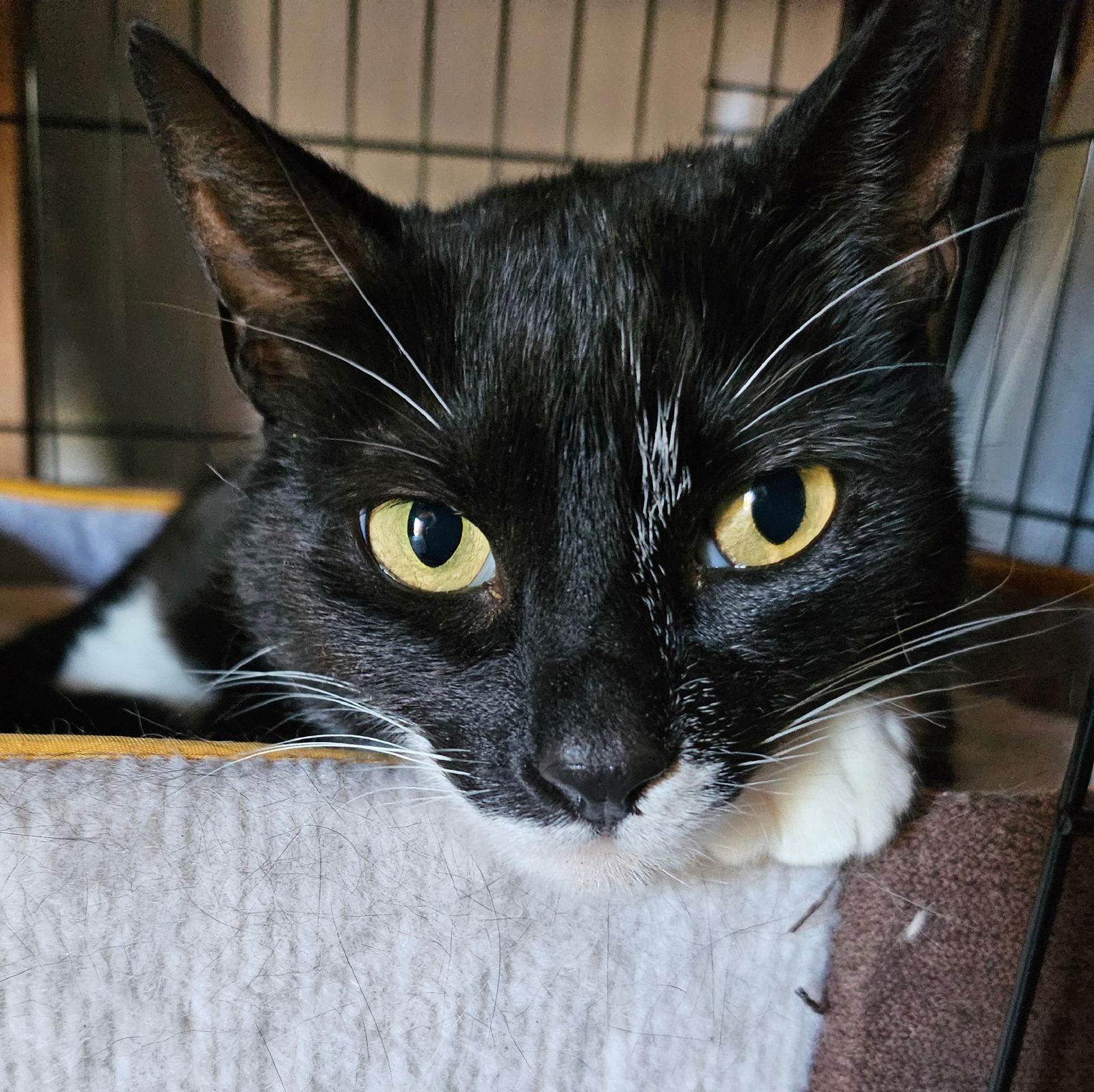 Enlarge high socks, a Adoptable mixed breed in San Jose, CA image 3/3