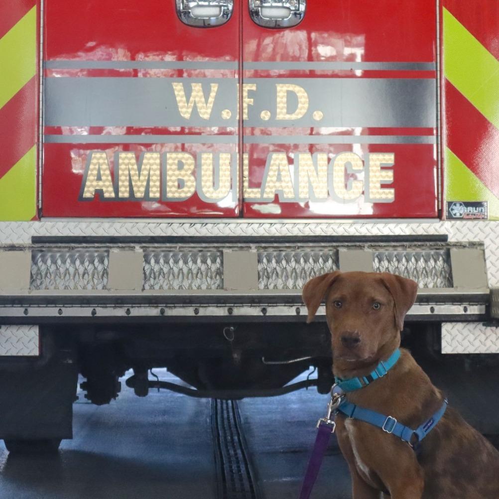 Chestnut, Adoptable, Adult Male Mixed Breed.