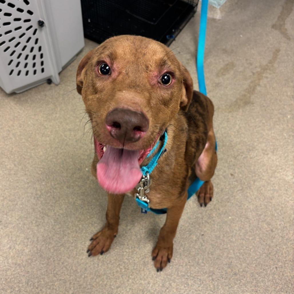 Chestnut, Adoptable, Adult Male Mixed Breed.