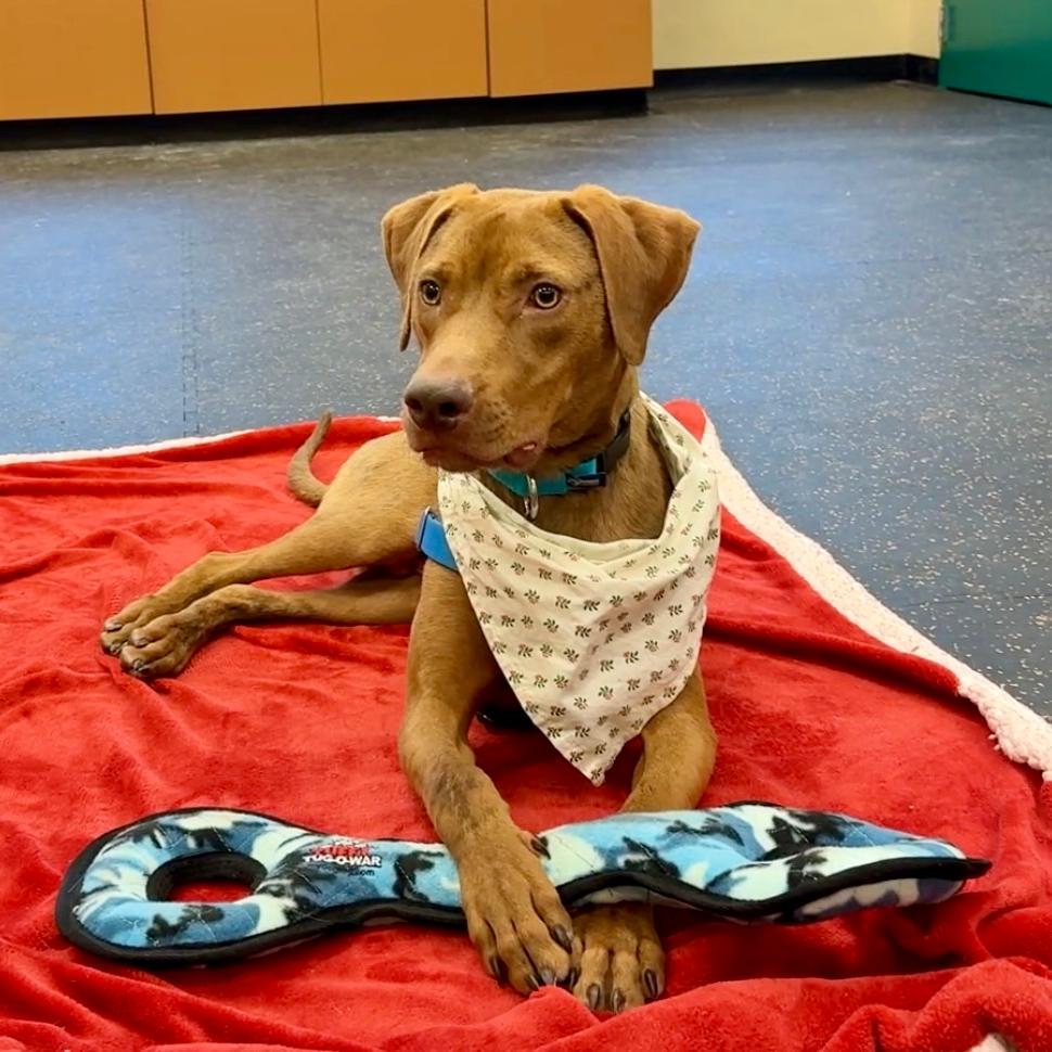 Enlarge Chestnut, a Adoptable Mixed Breed in Waukesha, WI image 2/2