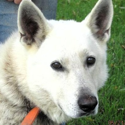Merlin