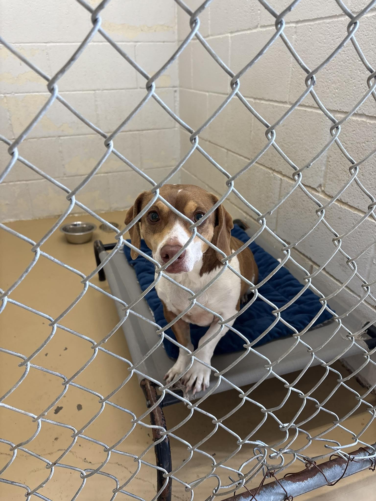 Precious, ADOPTABLE, Adult Female Dachshund & Beagle.