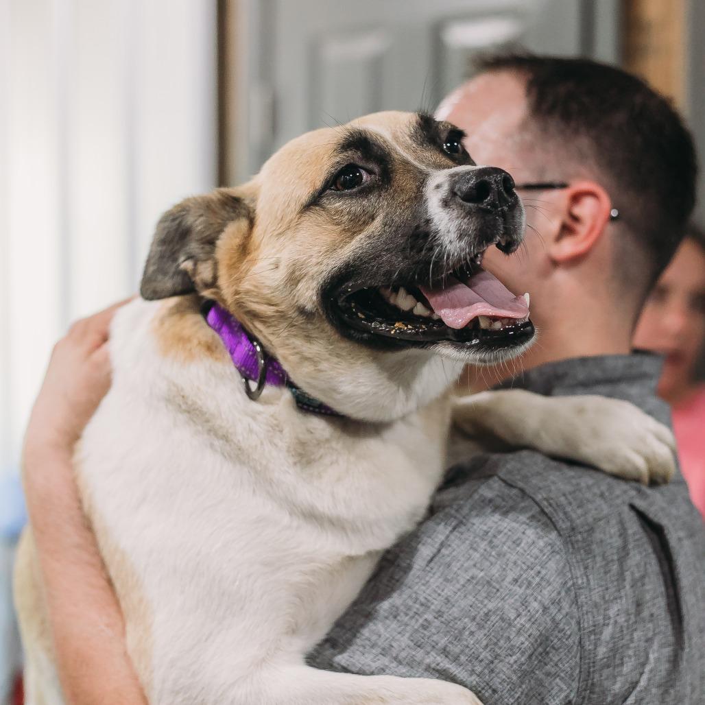 Wendy, a Adoptable mixed breed in Enfield, NH image 1/6