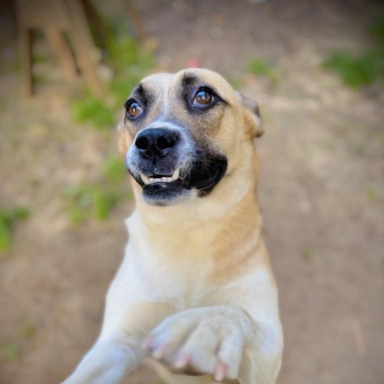 Wendy, a Adoptable mixed breed in Enfield, NH image 2/6