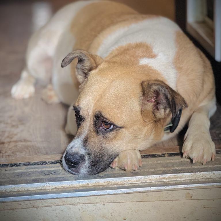 Wendy, a Adoptable mixed breed in Enfield, NH image 3/6