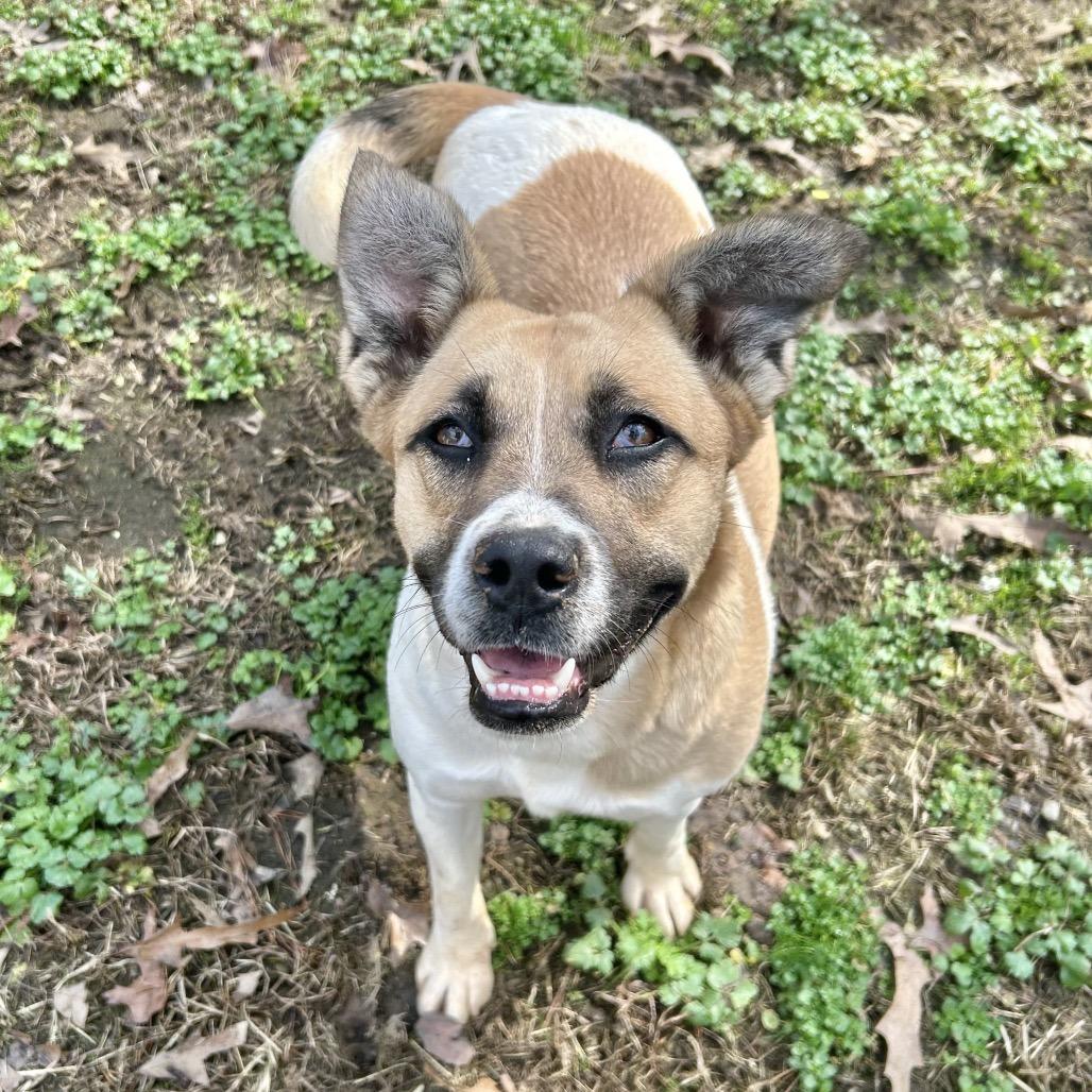 Wendy, a Adoptable mixed breed in Enfield, NH image 4/6