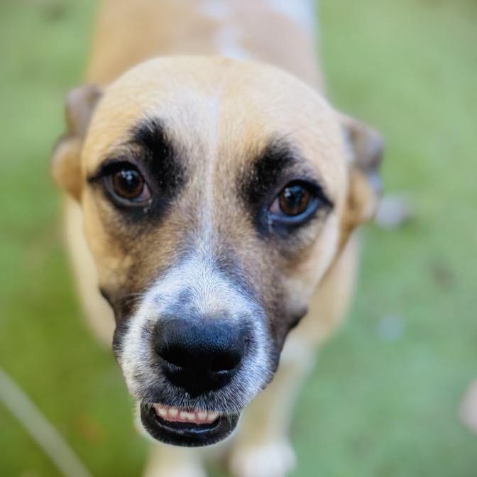 Wendy, a Adoptable mixed breed in Enfield, NH image 5/6
