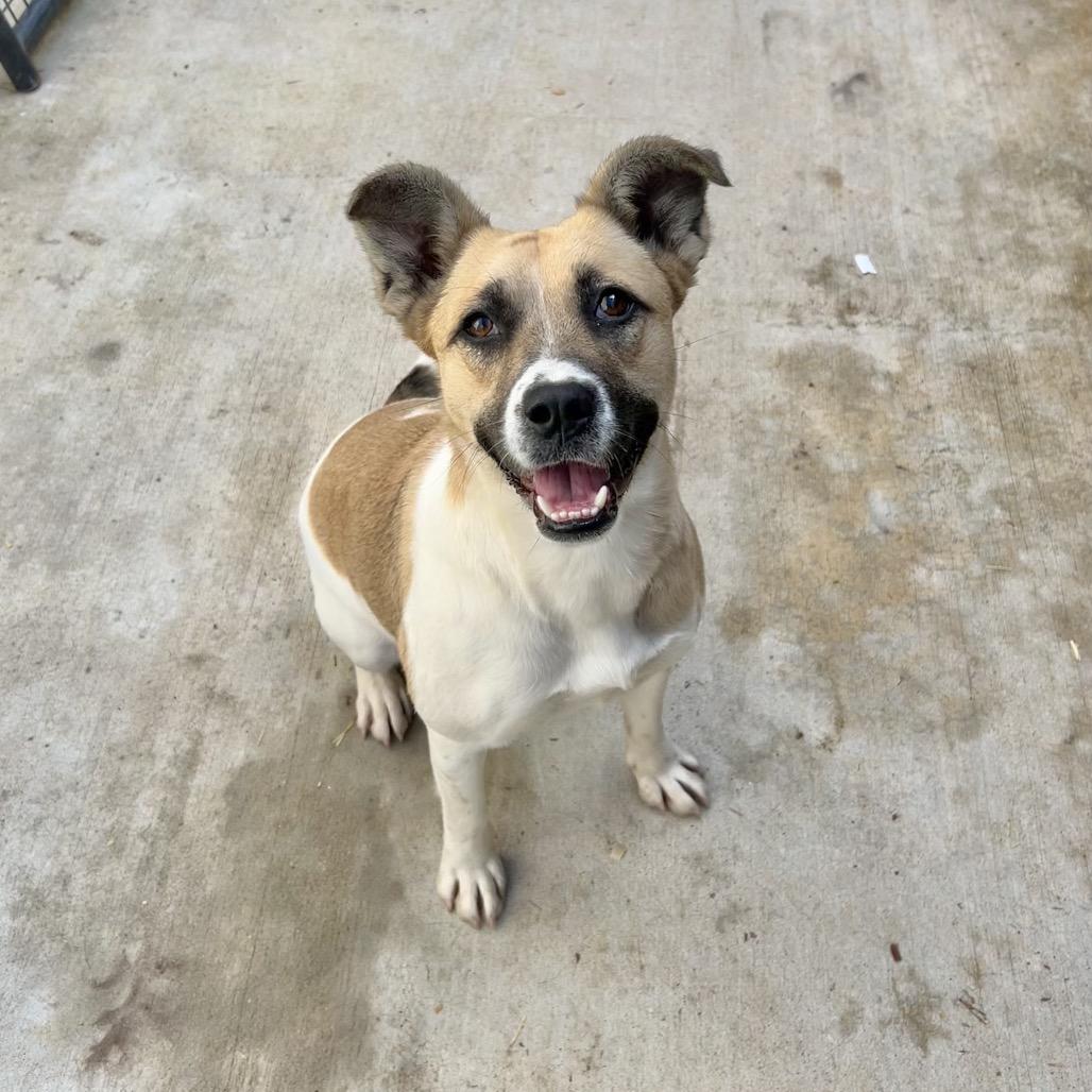 Wendy, a Adoptable mixed breed in Enfield, NH image 6/6