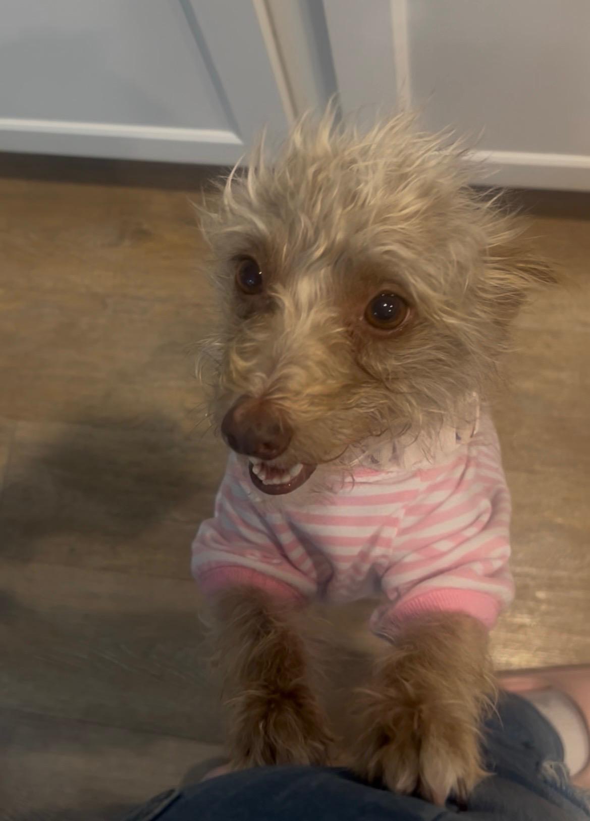 Barb, Adoptable, Adult Female Terrier.