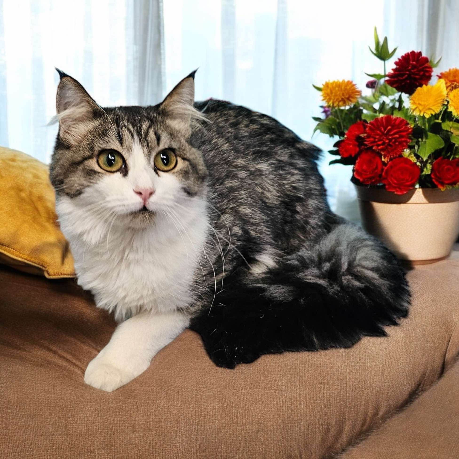 Cat for adoption Ellie (Courtesy Post), a Domestic Long Hair in