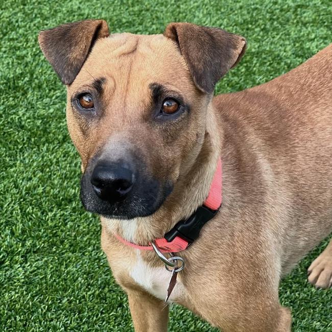 Fantasia, Adoptable, Young Female Shepherd & Terrier.
