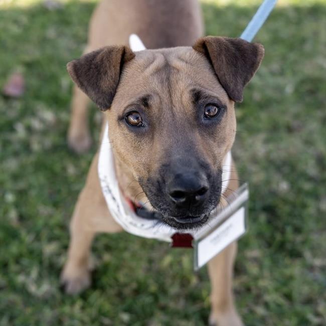 Enlarge Fantasia, a Adoptable mixed breed in San Diego, CA image 2/3