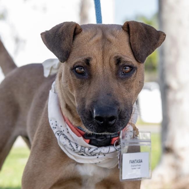 Enlarge Fantasia, a Adoptable mixed breed in San Diego, CA image 3/3