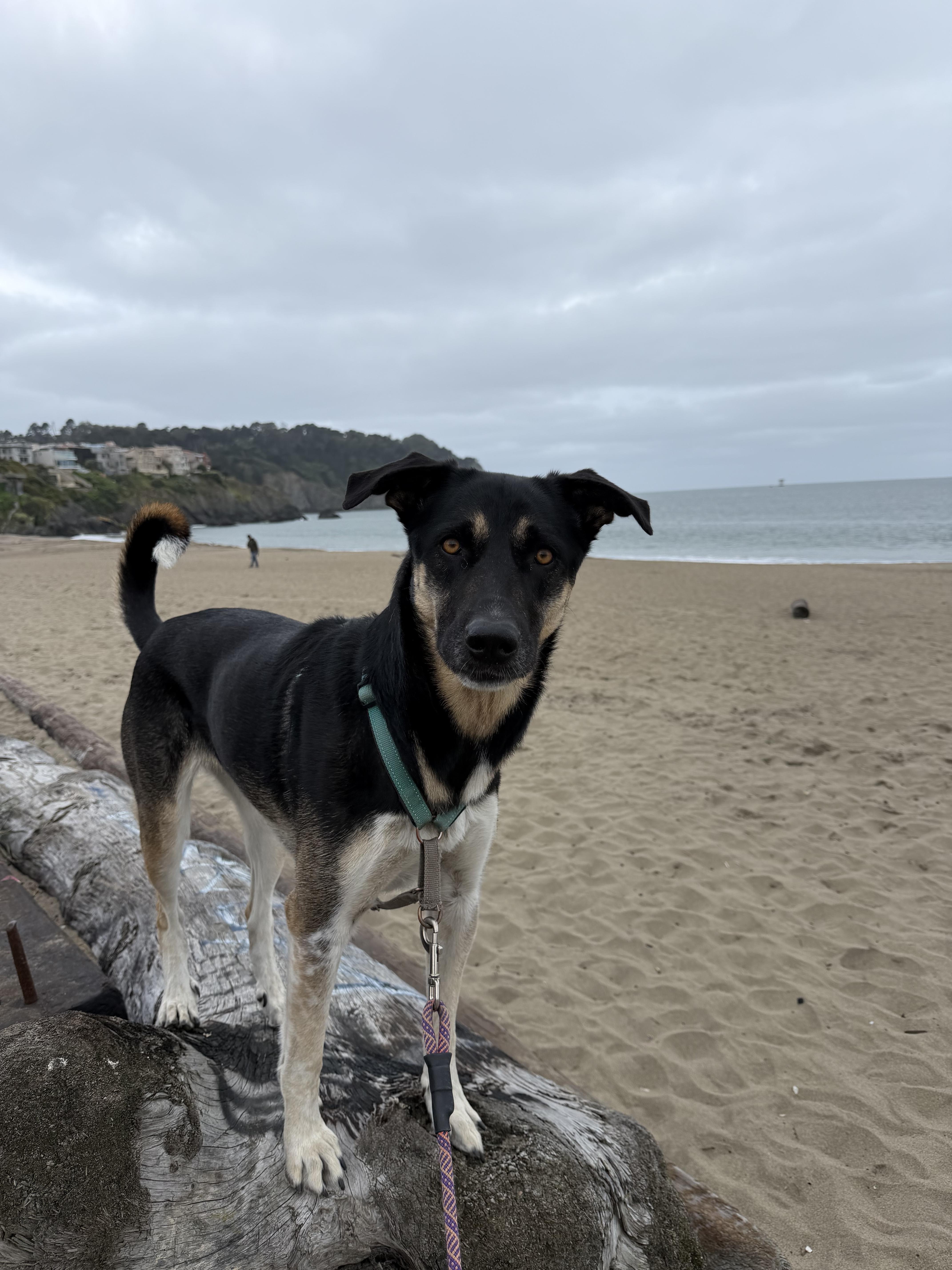Enlarge Cowgirl, a ADOPTABLE mixed breed in San Francisco, CA image 3/3