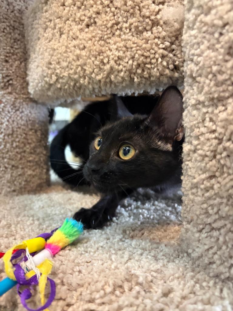 Enlarge Laci, a Adoptable mixed breed in Neosho, MO image 6/6