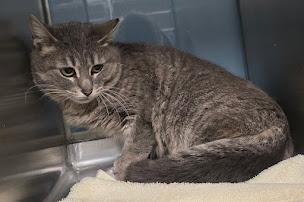 Enlarge Pepper, an adopted Domestic Short Hair in Red Wing, MN image 2/2