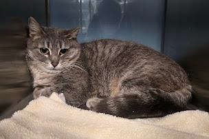 Pepper, adopted, Young Female Domestic Short Hair.