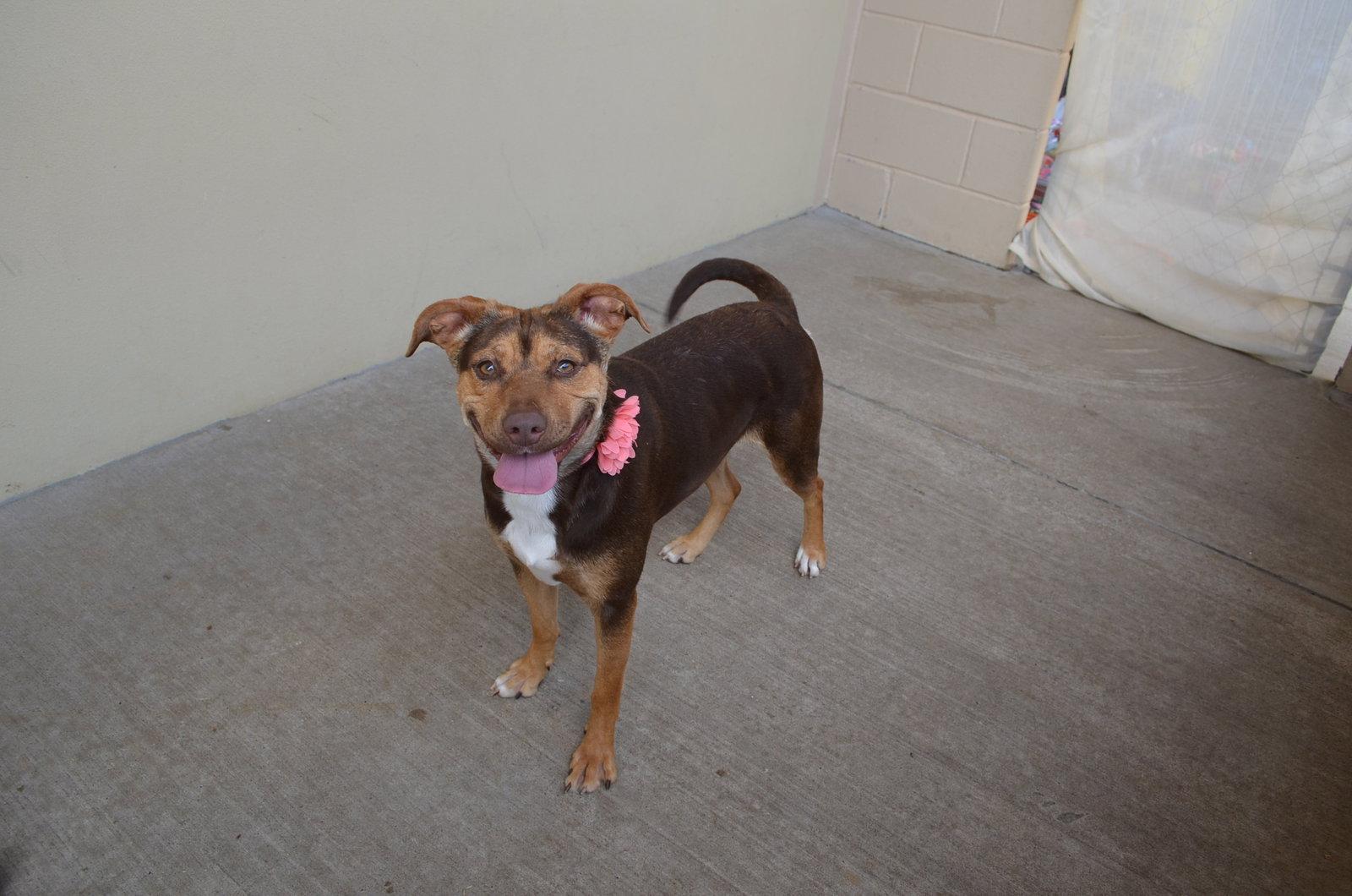 Peggy, Adoptable, Young Female Shepherd.