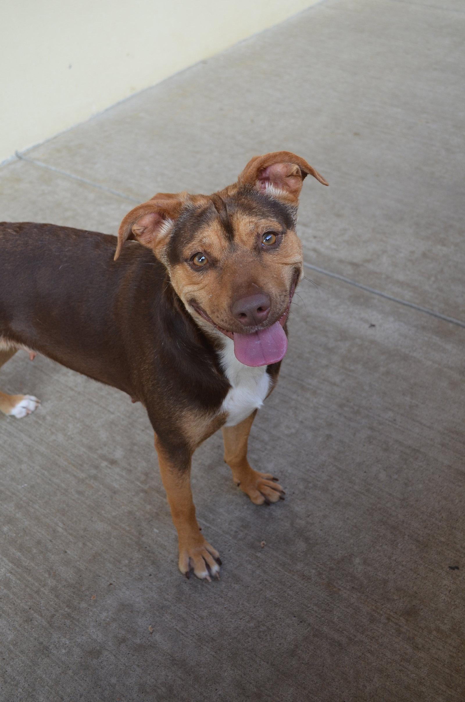 Enlarge Peggy, a Adopted Shepherd in McKinney, TX image 2/3