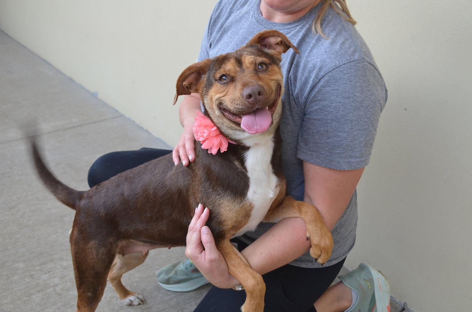 Enlarge Peggy, a Adopted Shepherd in McKinney, TX image 3/3