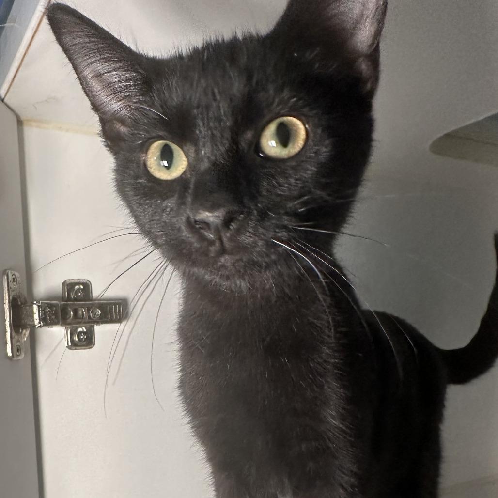 Melman, Adoptable, Kitten Male Domestic Short Hair.