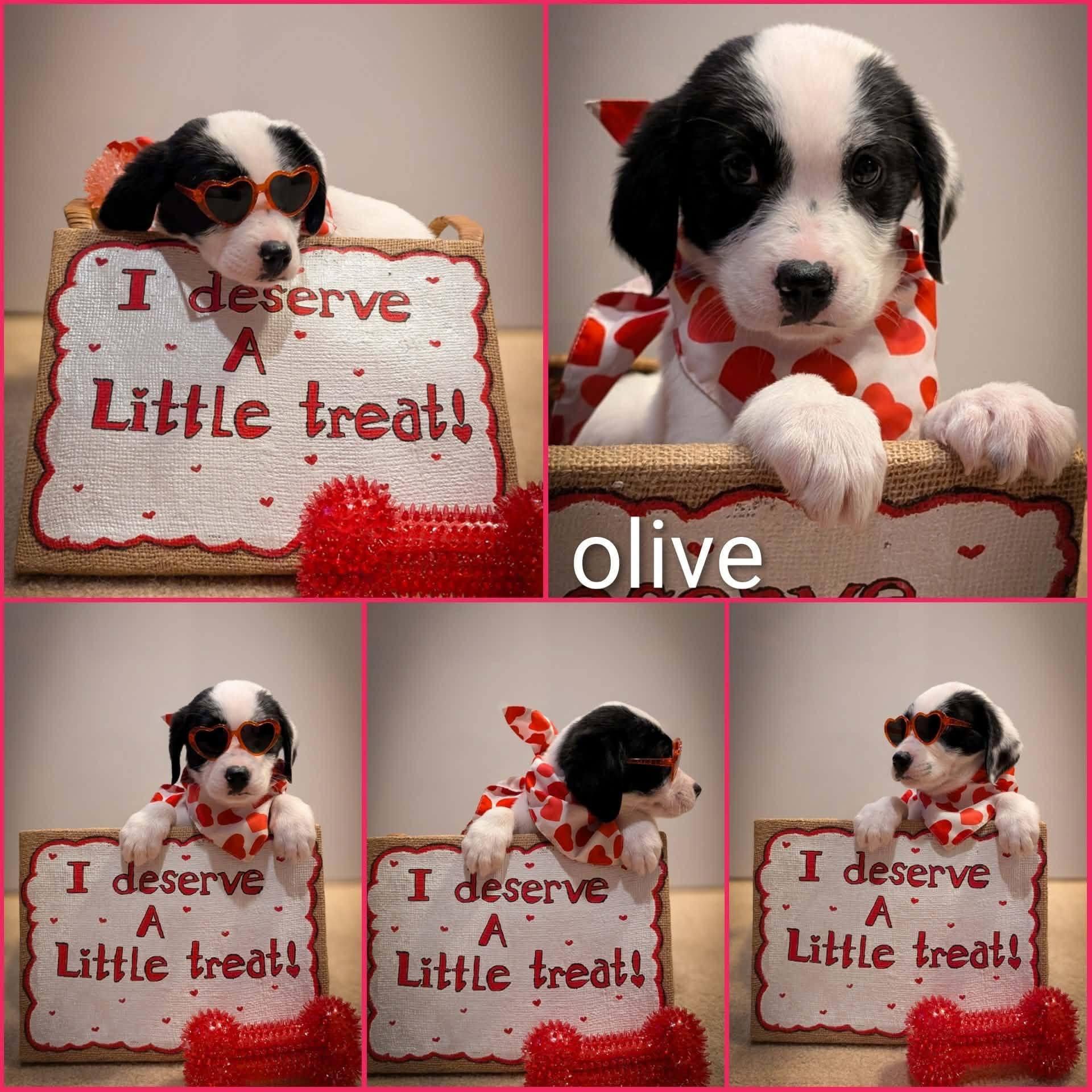 Olive, ADOPTABLE, Puppy Female Labrador Retriever.