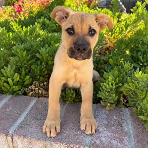 Enlarge Moose, a Adoptable mixed breed in Lathrop, CA image 1/1