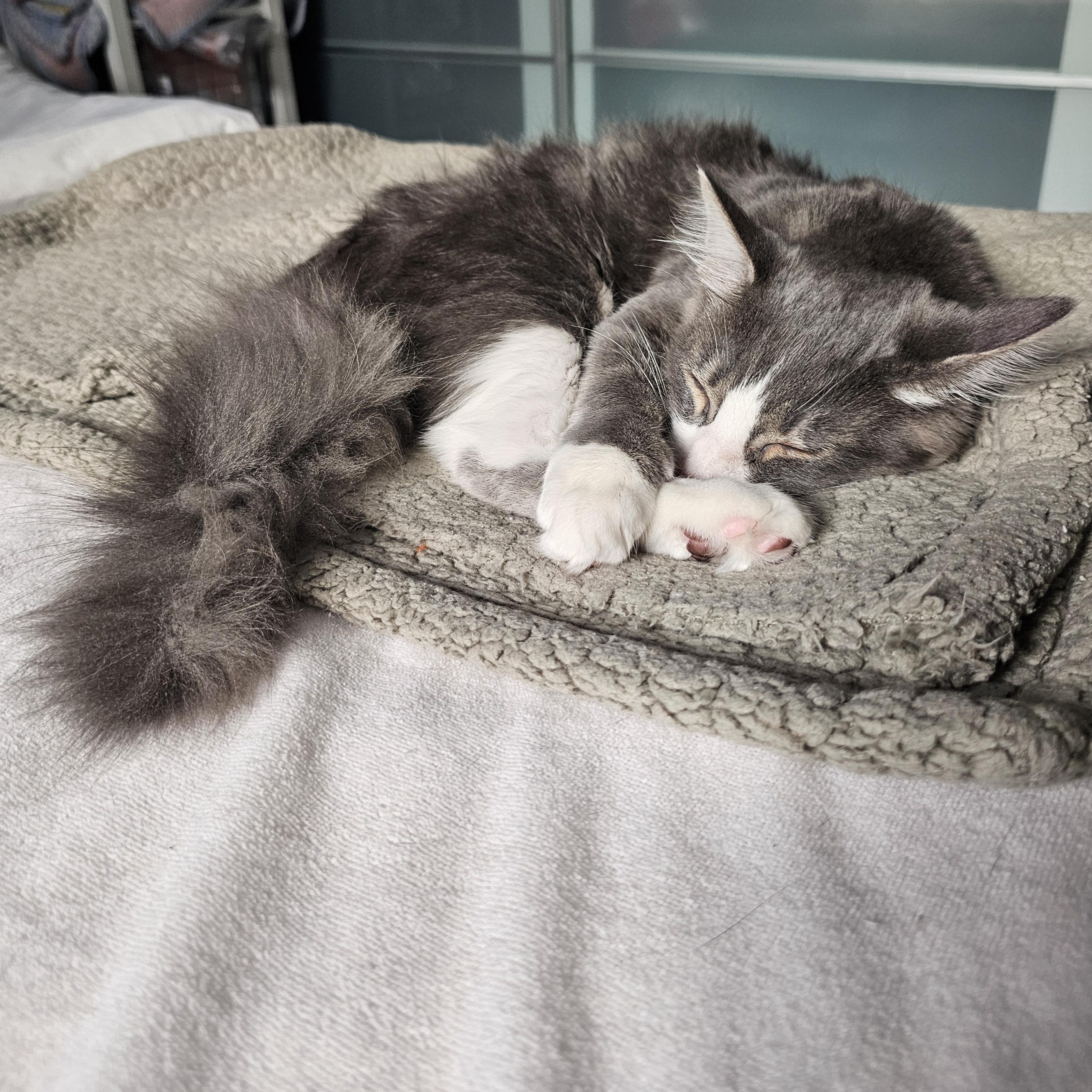 Enlarge Kotten, an adopted Domestic Medium Hair in Ridgefield, CT image 2/6