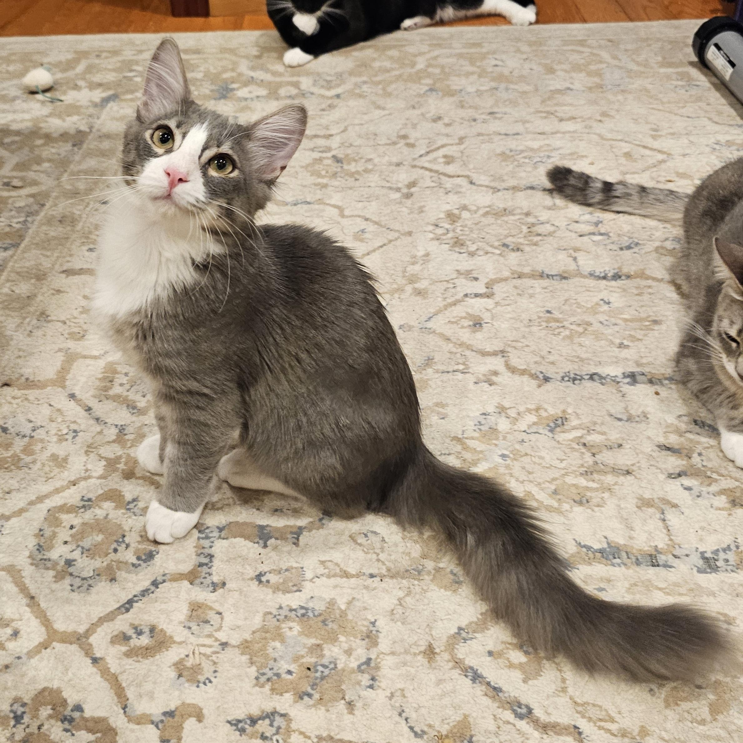 Enlarge Kotten, an adopted Domestic Medium Hair in Ridgefield, CT image 3/6