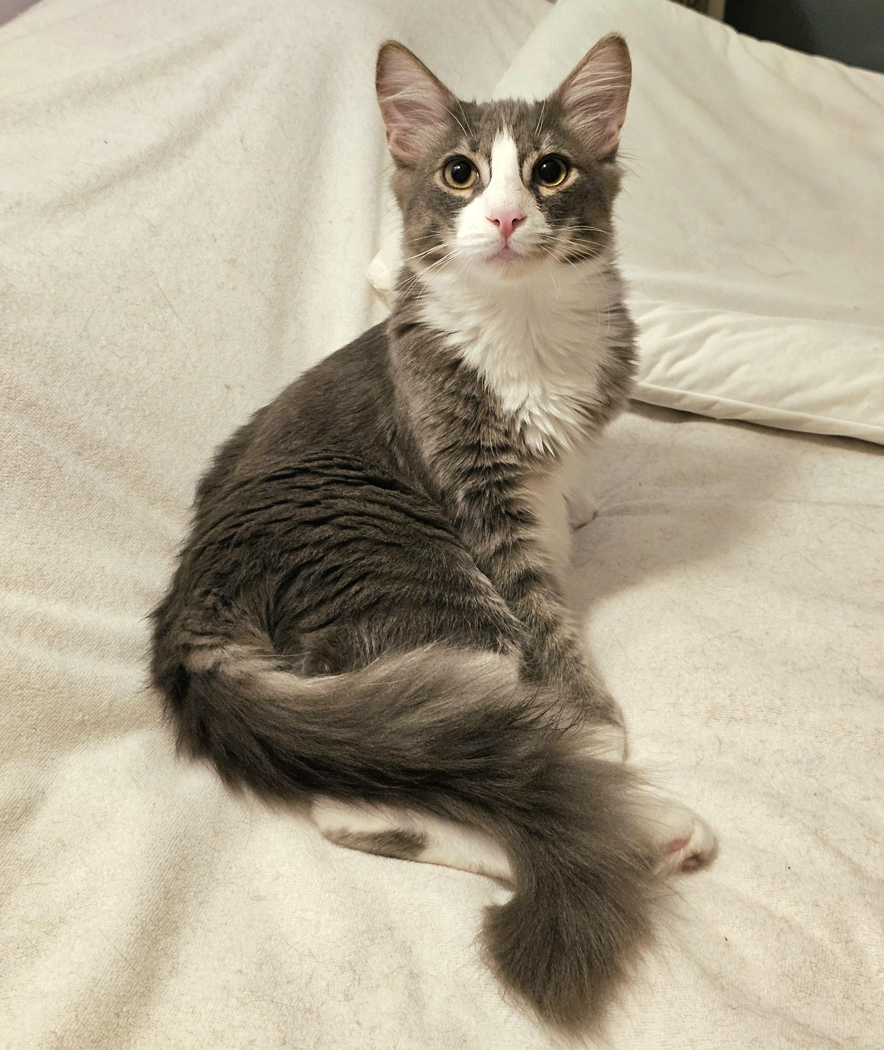 Kotten, adopted, Kitten Male Domestic Medium Hair.