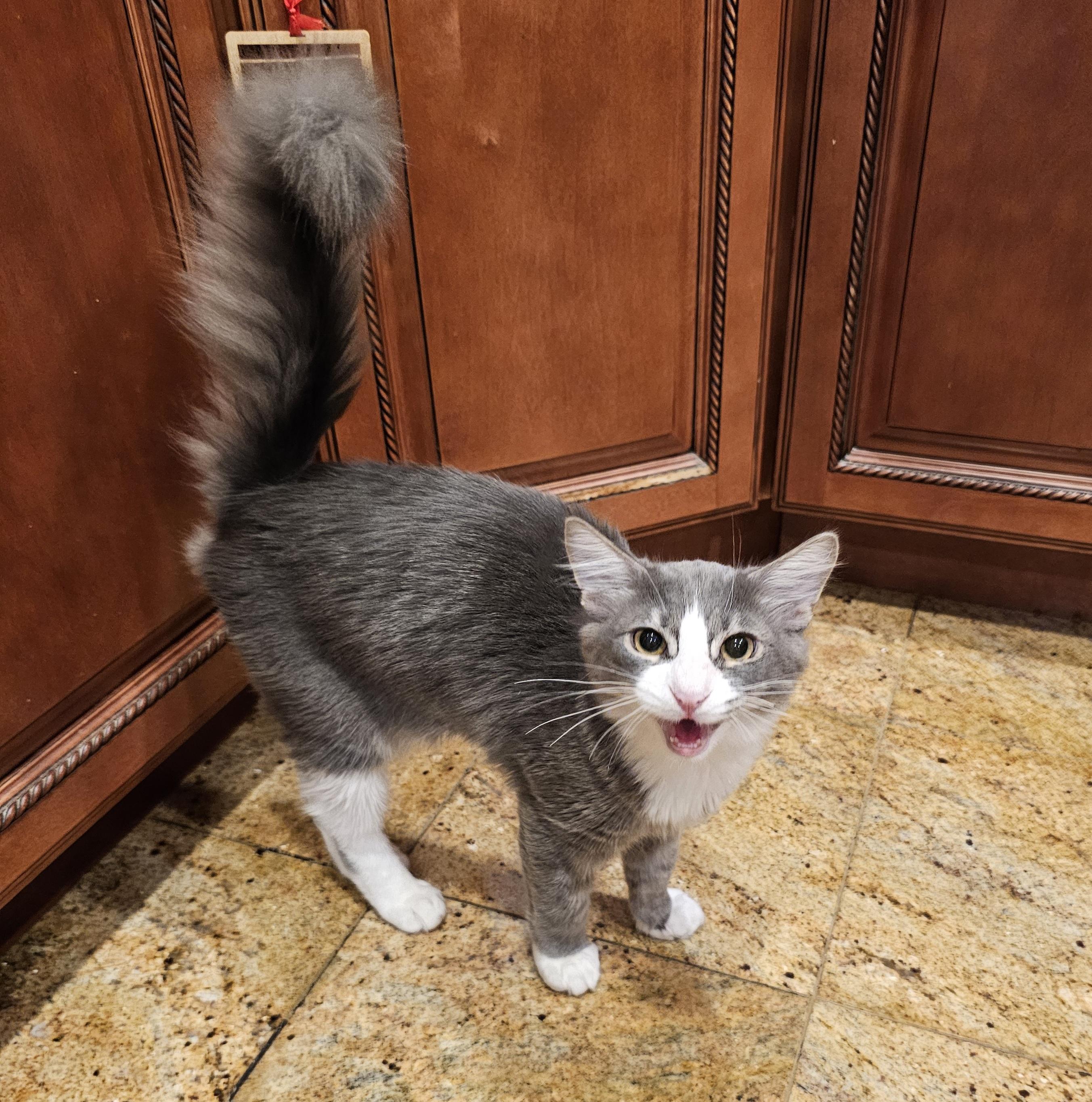 Enlarge Kotten, an adopted Domestic Medium Hair in Ridgefield, CT image 5/6