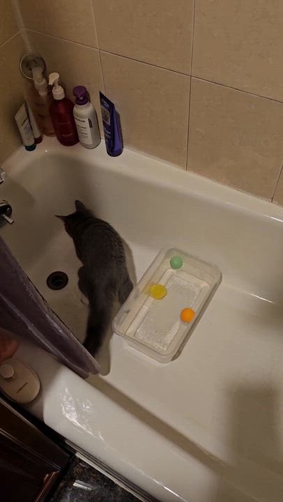 Enlarge Kotten, an adopted Domestic Medium Hair in Ridgefield, CT video 6/6