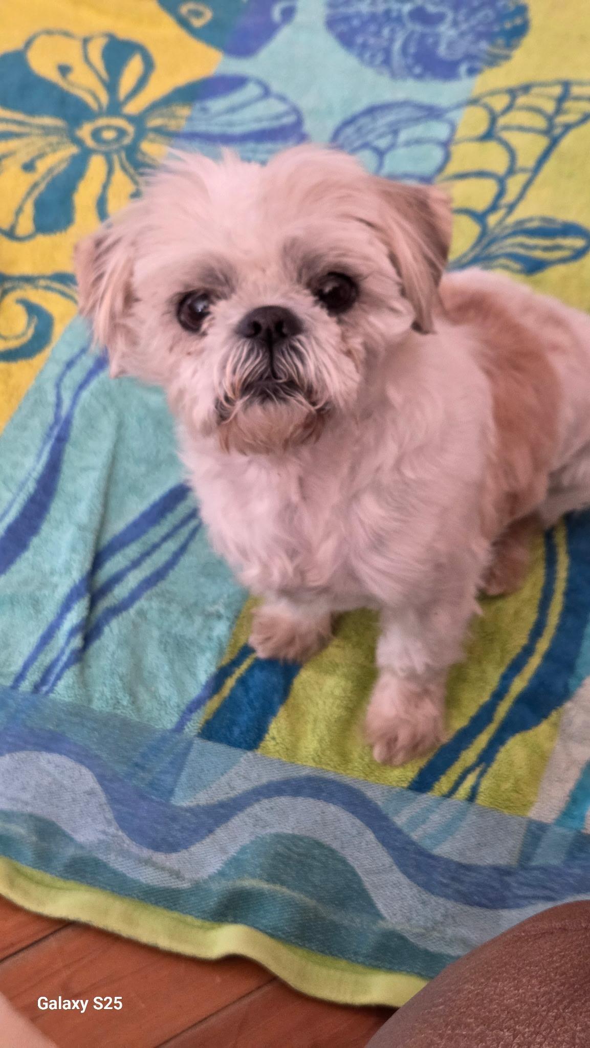 Oscar, ADOPTABLE, Adult Male Brussels Griffon & Shih Tzu.