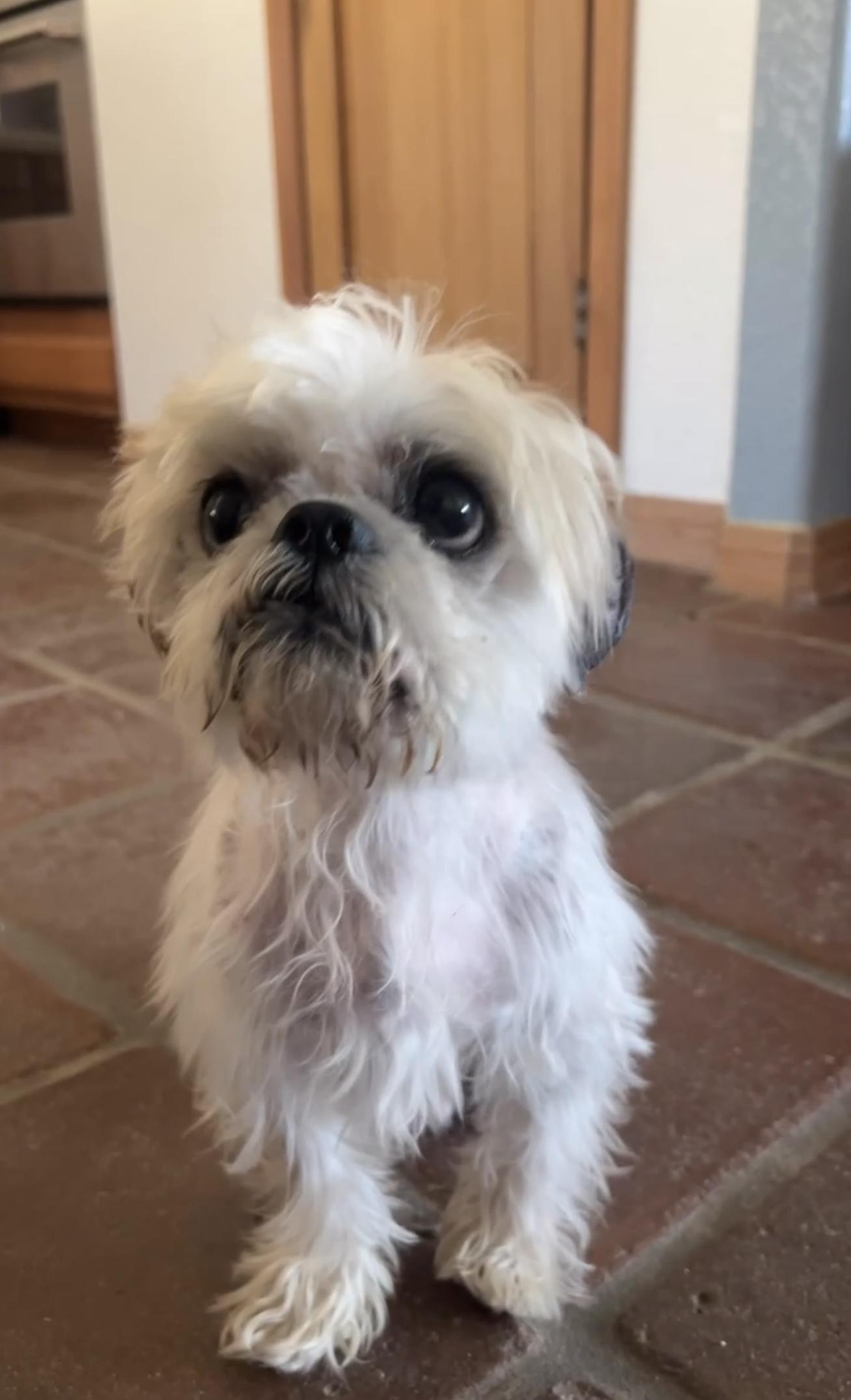 Enlarge Oscar, a ADOPTABLE mixed breed in Agua Dulce, CA image 5/6