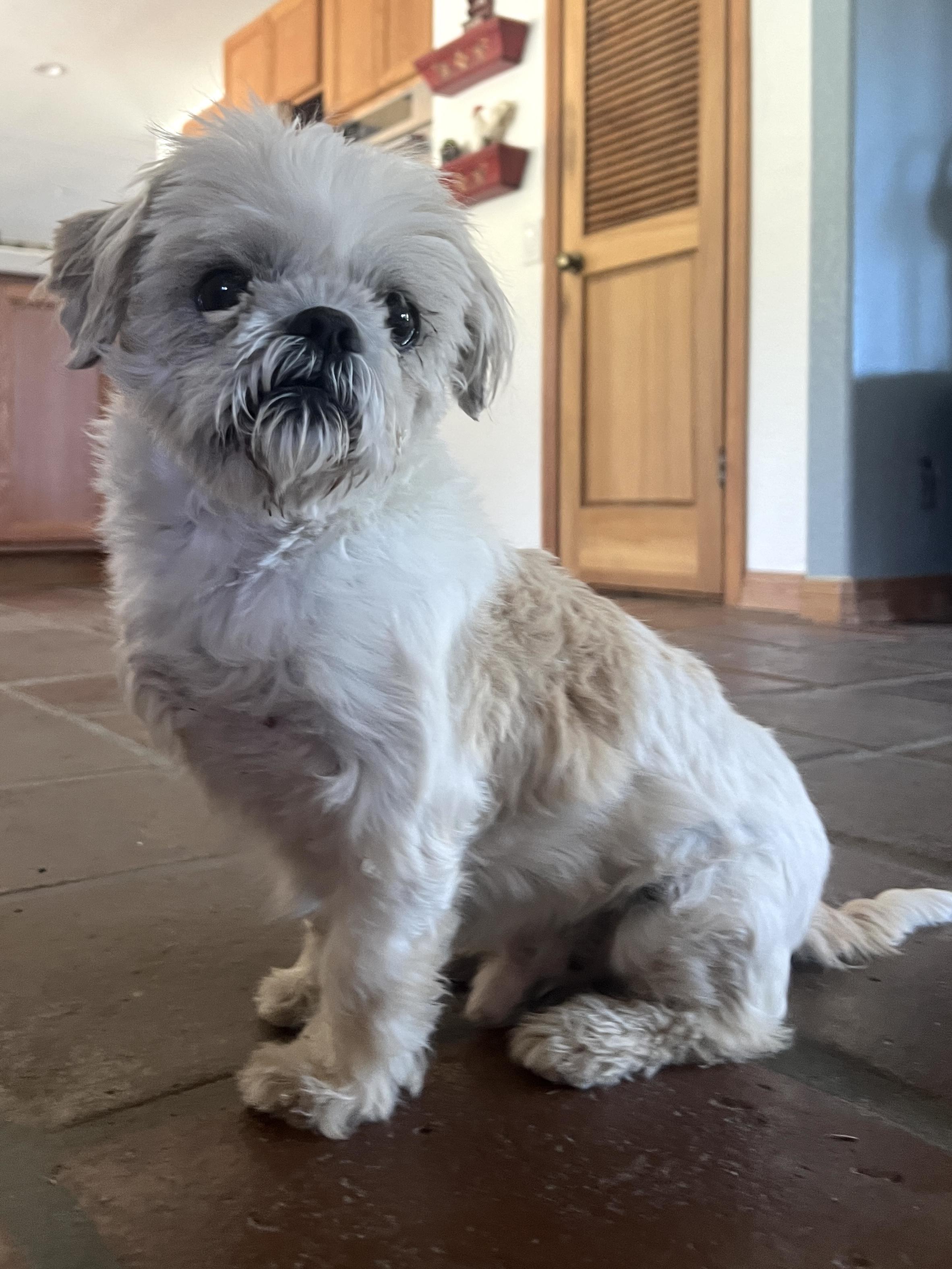 Enlarge Oscar, a ADOPTABLE mixed breed in Agua Dulce, CA image 4/6