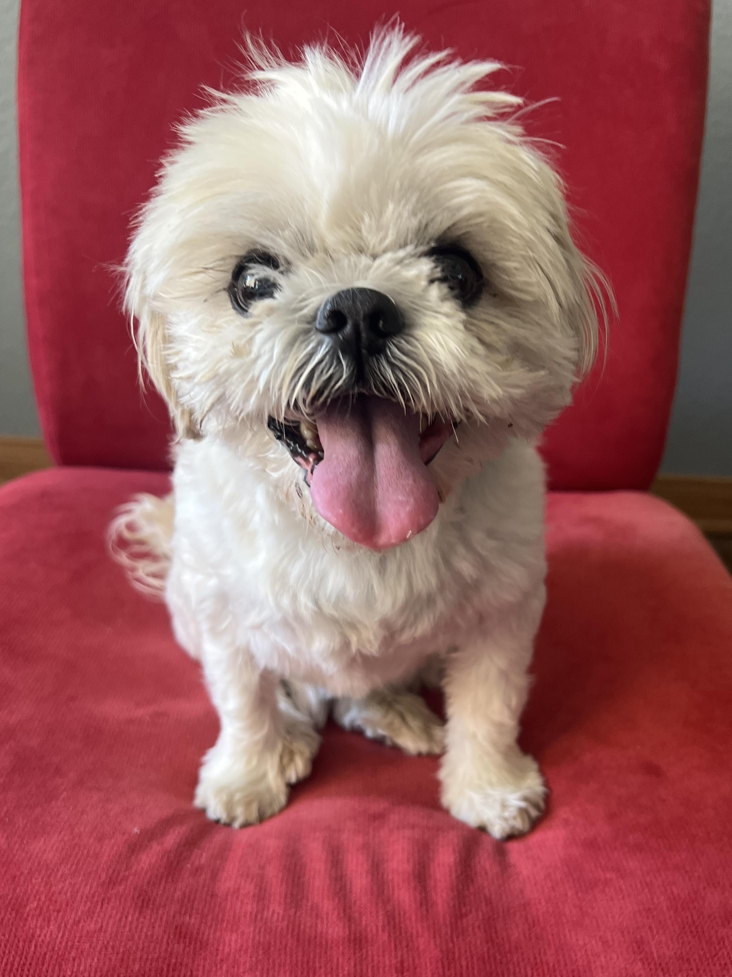 Enlarge Peri-Peri, a Adoptable mixed breed in Agua Dulce, CA image 2/5