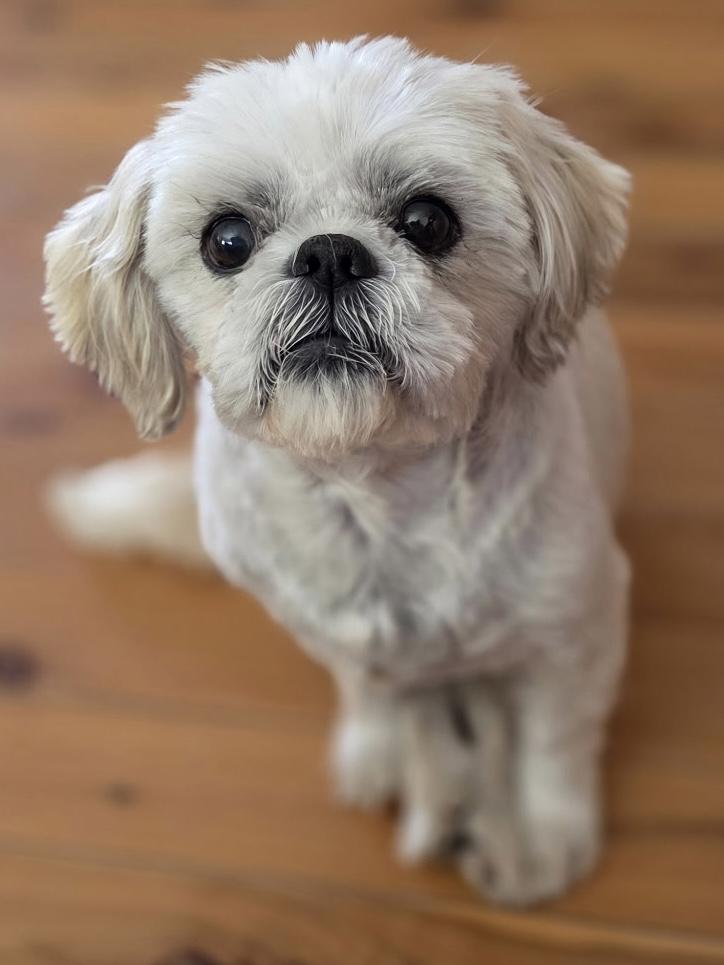 Enlarge Peri-Peri, a Adoptable mixed breed in Agua Dulce, CA image 3/5