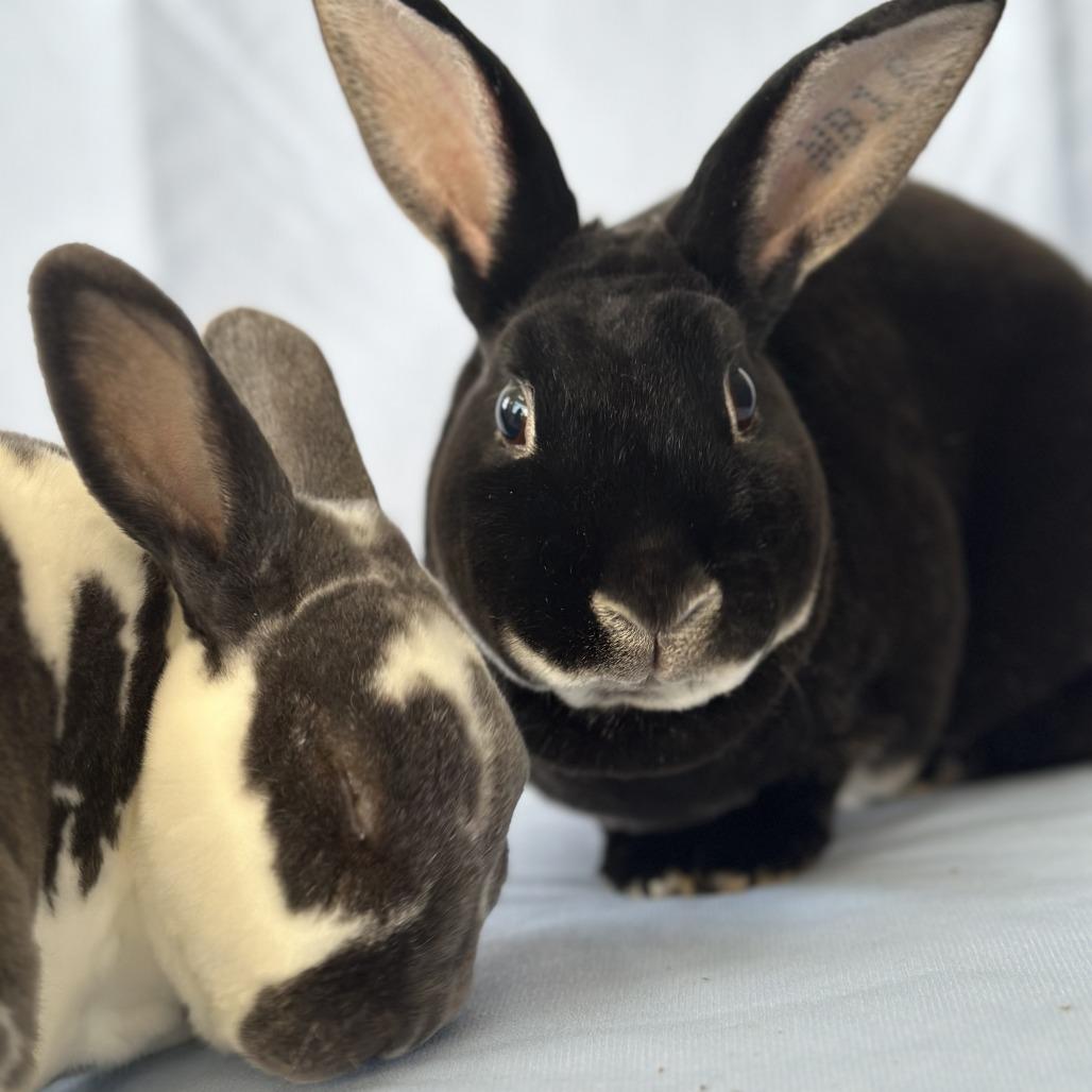 Waldorf (and Statler), Adoptable, Adult Male Mini Rex & Mixed Breed.