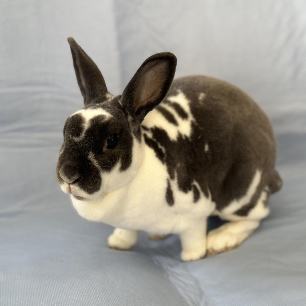 Enlarge Waldorf (and Statler), a Adoptable mixed breed in Oak Park, IL image 2/6