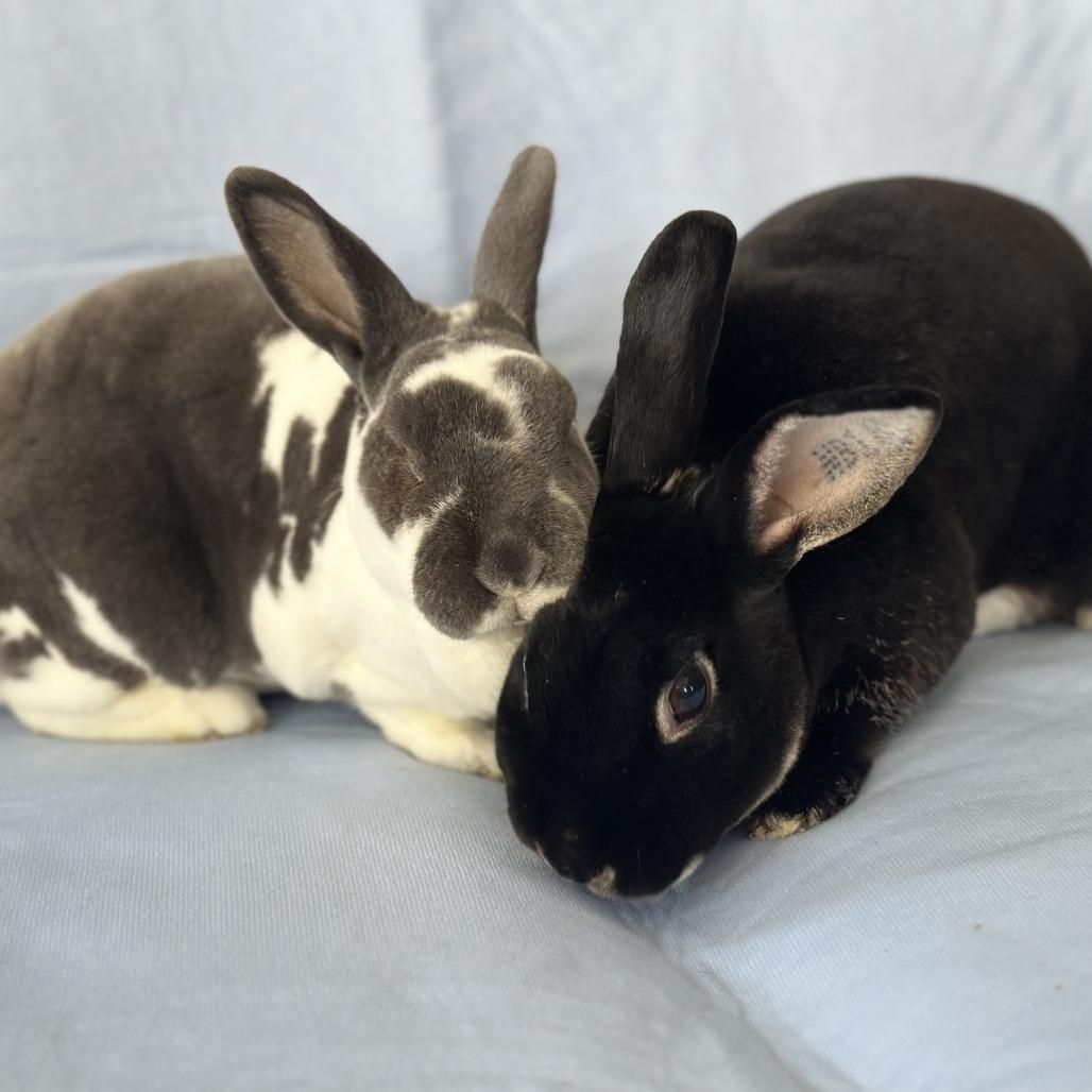 Enlarge Waldorf (and Statler), a Adoptable mixed breed in Oak Park, IL image 3/6
