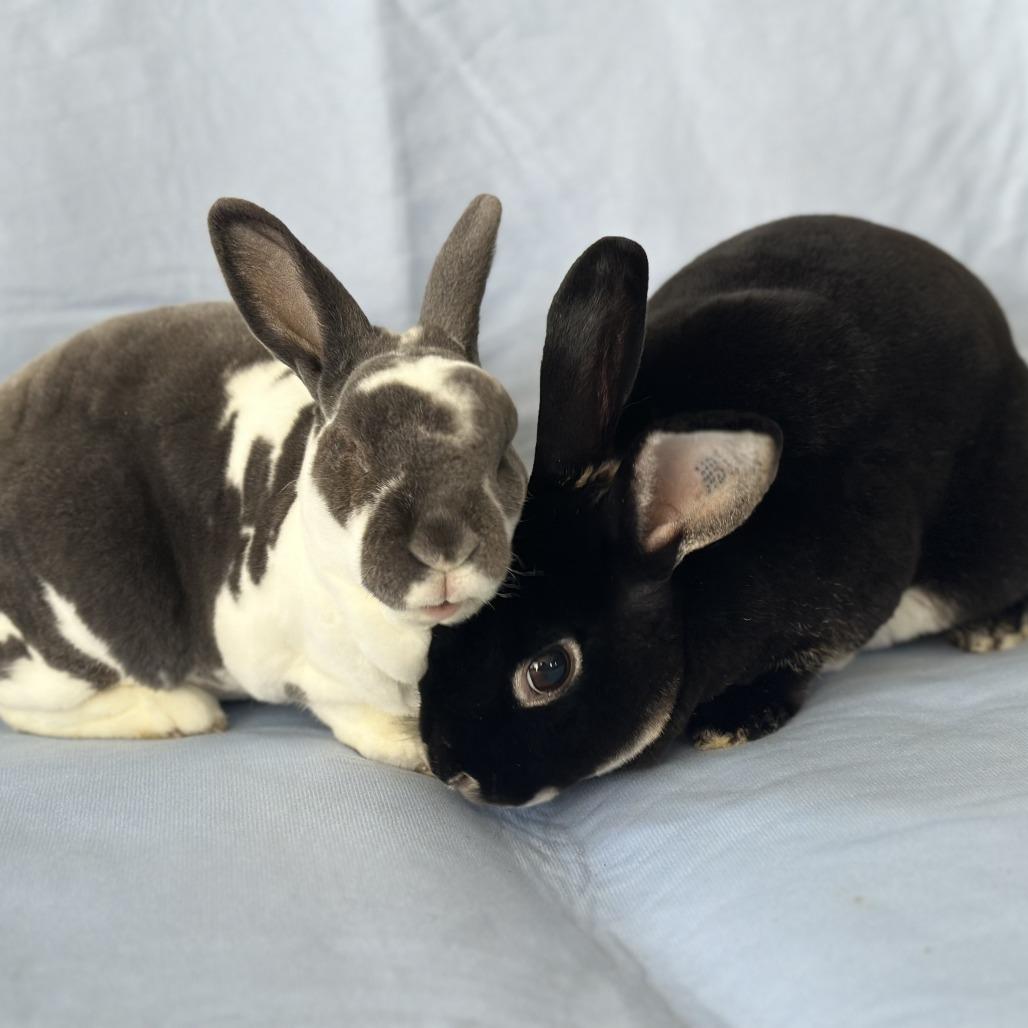 Enlarge Waldorf (and Statler), a Adoptable mixed breed in Oak Park, IL image 4/6