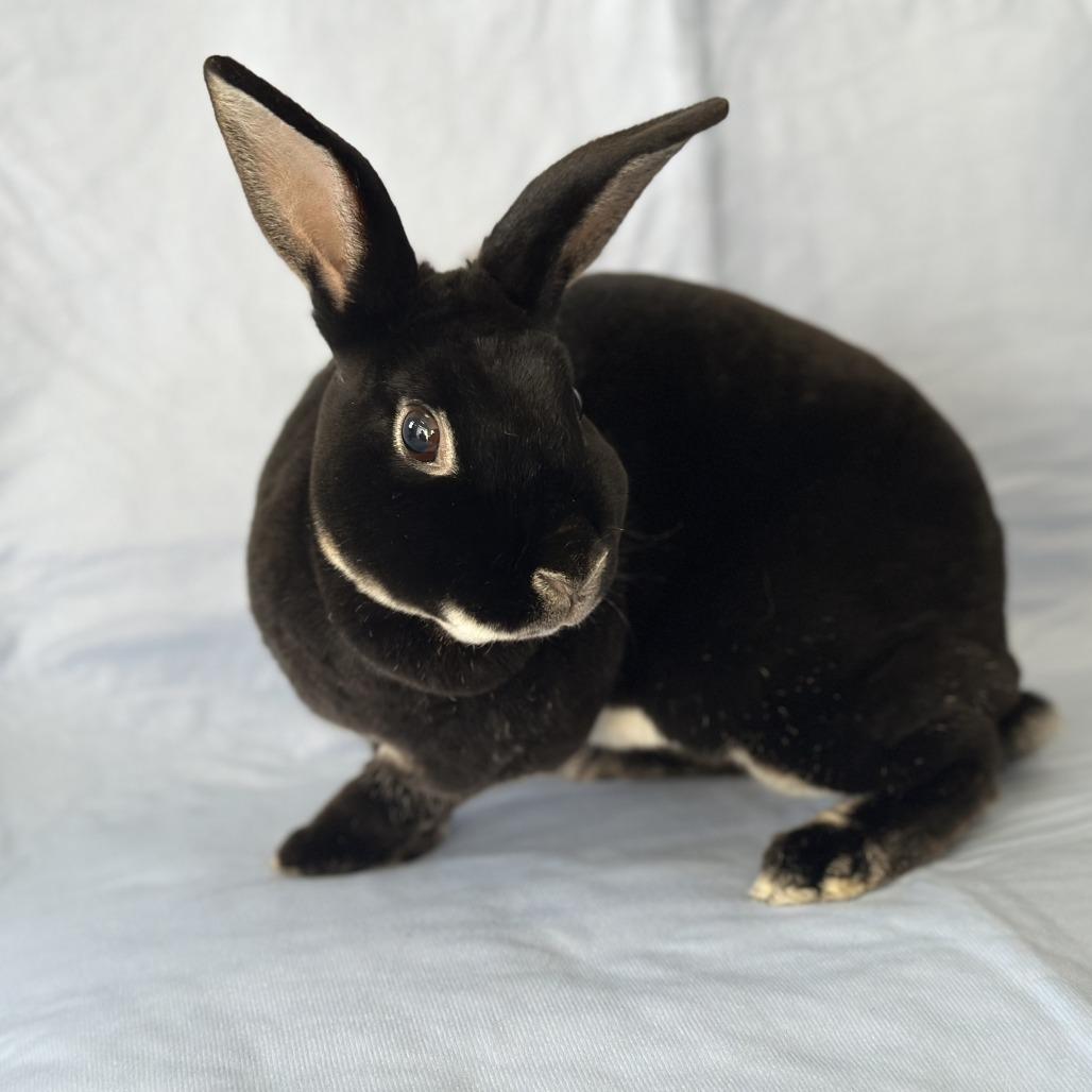 Enlarge Waldorf (and Statler), a Adoptable mixed breed in Oak Park, IL image 5/6
