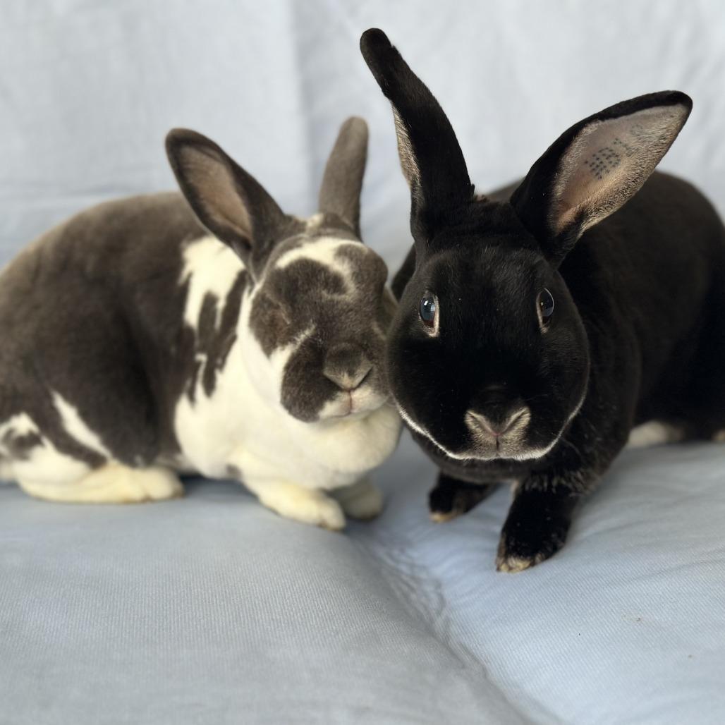 Enlarge Waldorf (and Statler), a Adoptable mixed breed in Oak Park, IL image 6/6