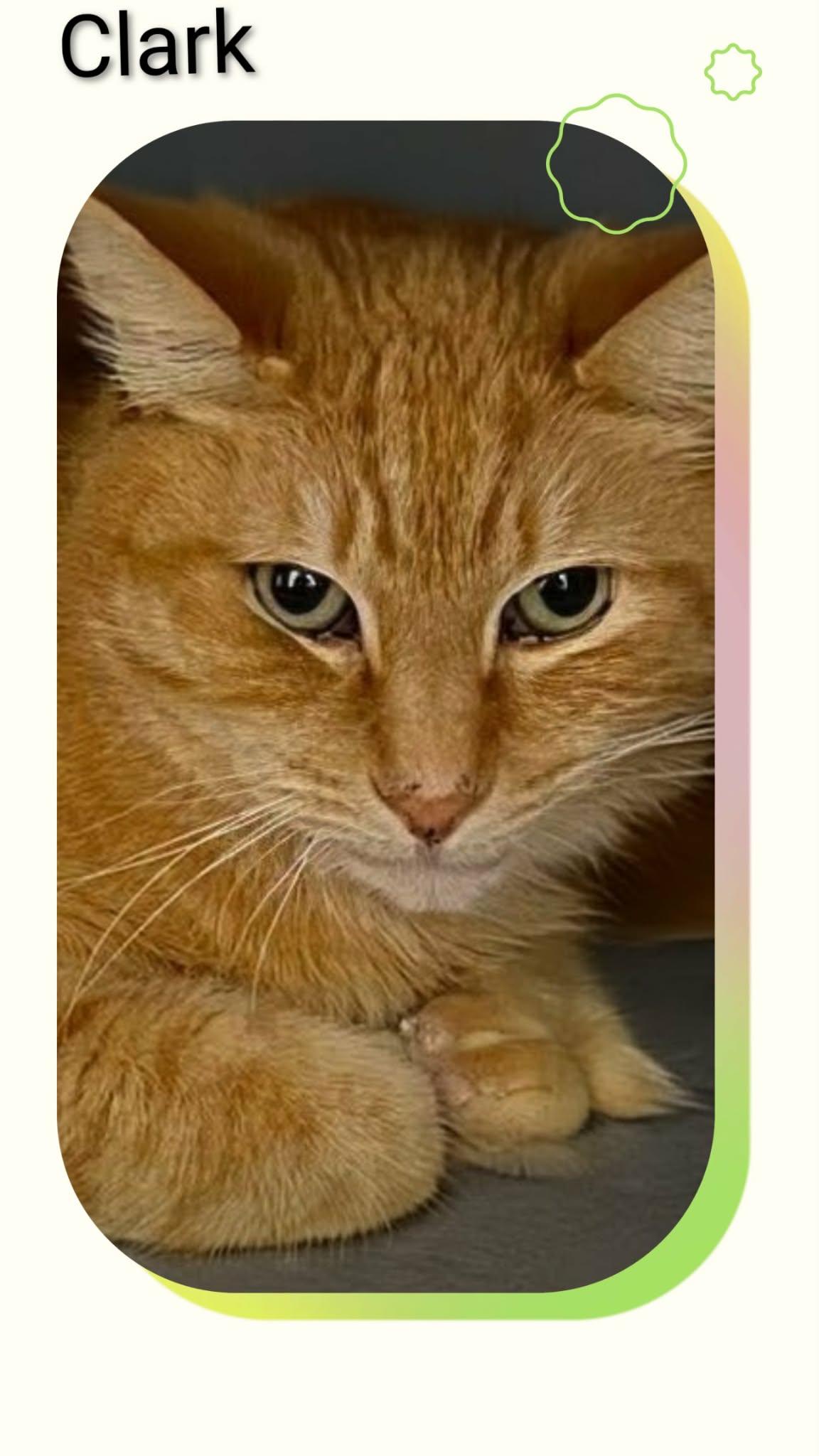 Clark, Adoptable, Young Male Domestic Short Hair.