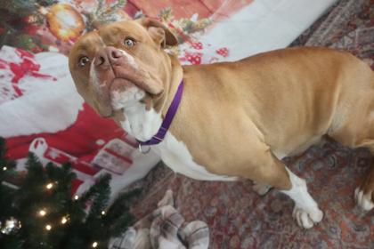Mia Thermopolis Princess of Genovia, Adoptable, Young Female American Bulldog & Mixed Breed.