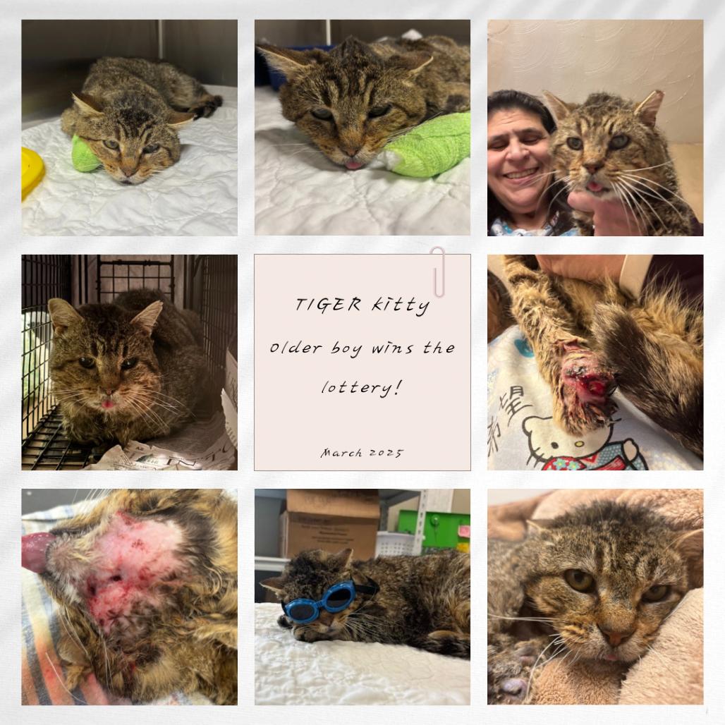 Enlarge Tiger - 679Cedar01, a Adoptable Domestic Short Hair in Columbia, MO image 1/1