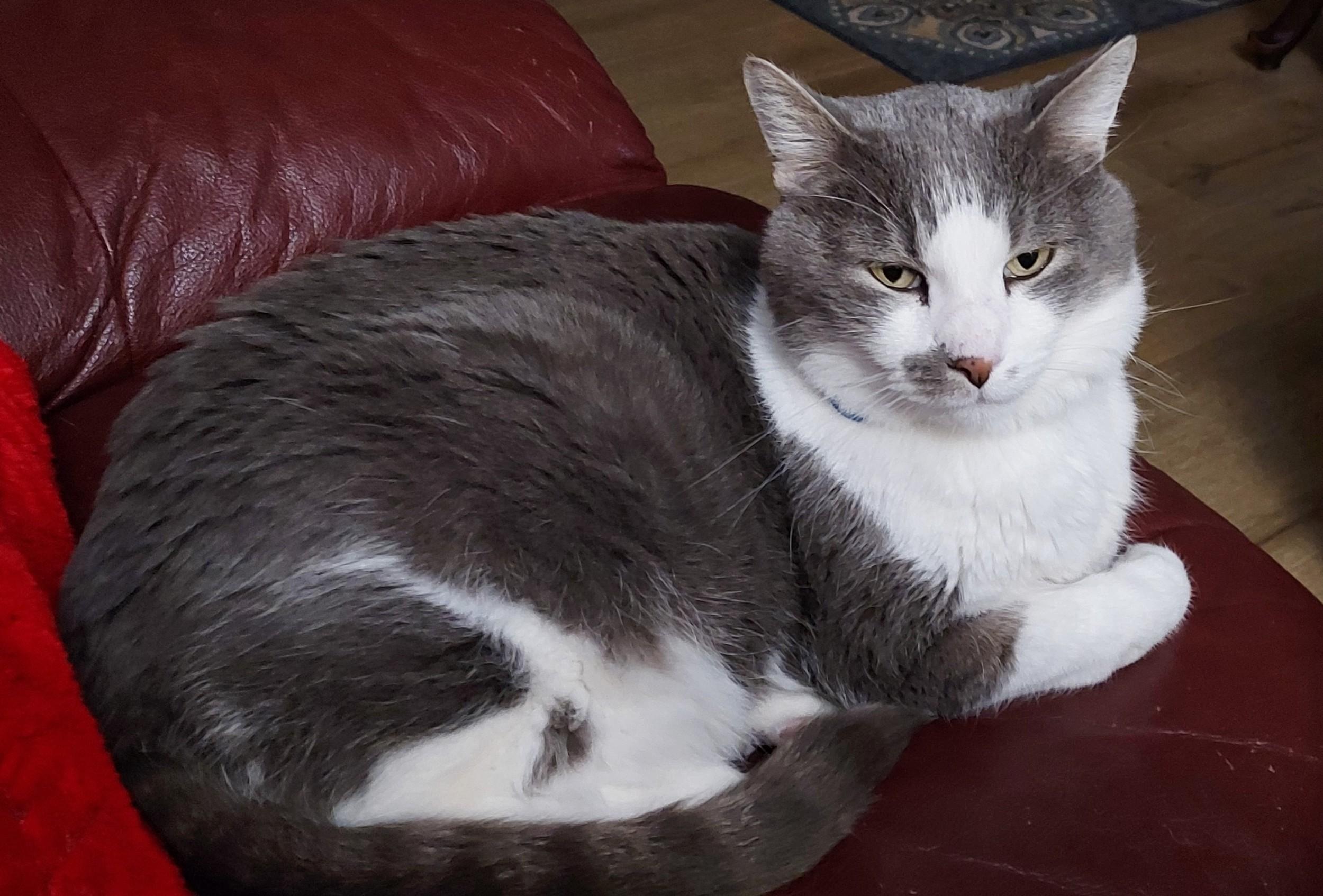 Enlarge Merlin, an adopted Domestic Short Hair in Monterey, CA image 3/4