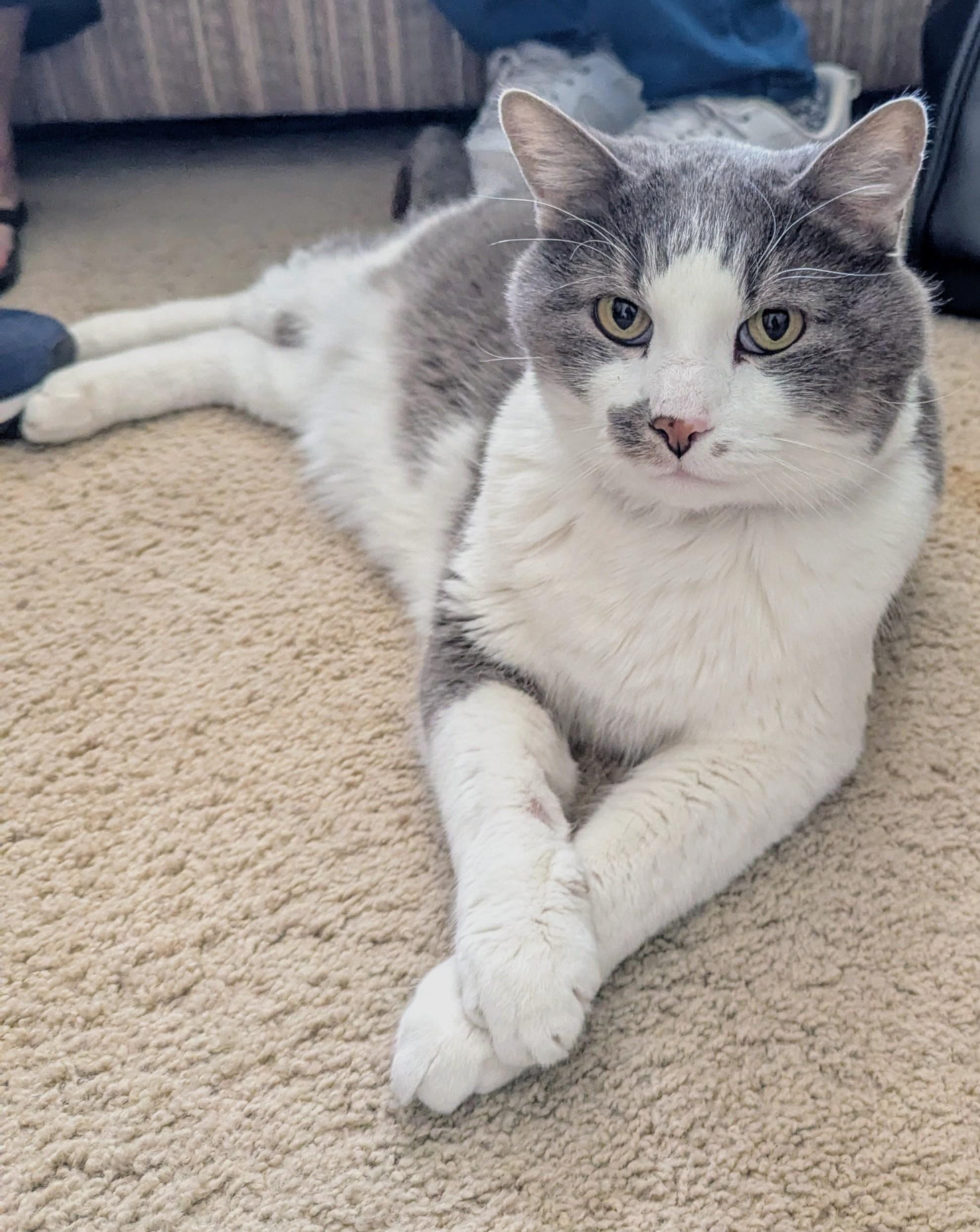 Enlarge Merlin, an adopted Domestic Short Hair in Monterey, CA image 2/4